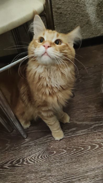 Вязка Мейн Кун красный