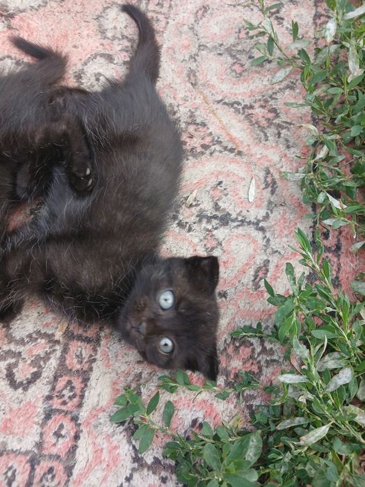 Отдам даром котят