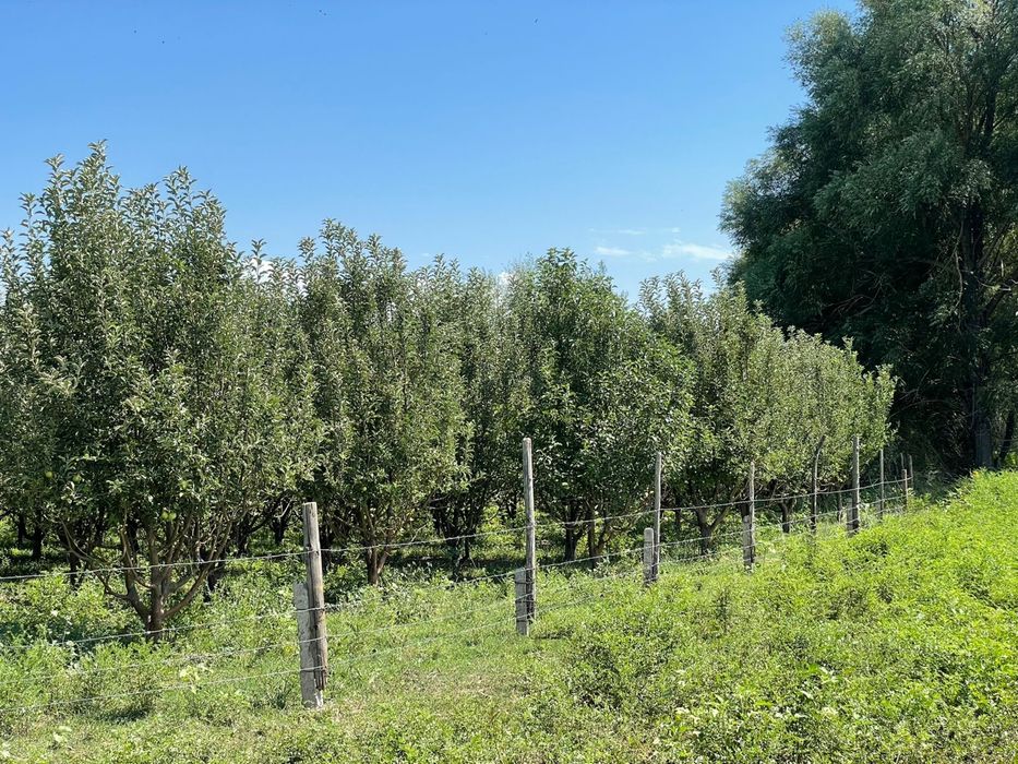 Продается Крестьянское хозяйство