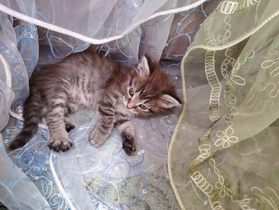 Дарю котят мальчик и девочка