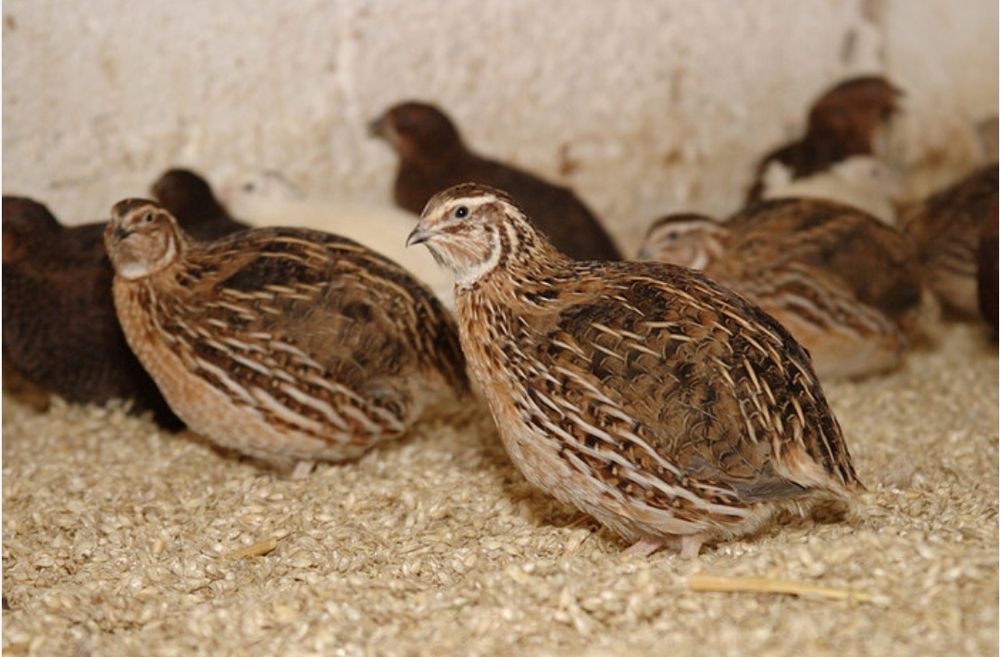 Бедана, Перепела, жужаси, тухуми