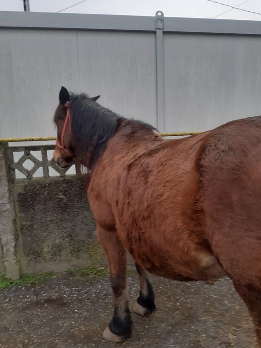 Vând iapă de 5 ani