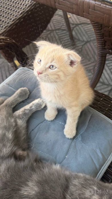 Вислоухий котенок бесплатно