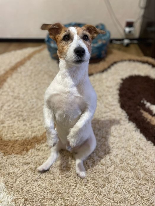 Джек Рассел Терьер