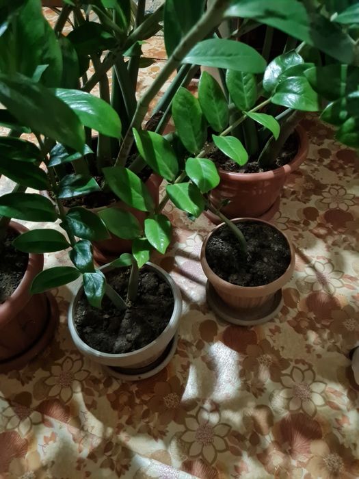 Замиокулькас  дерево