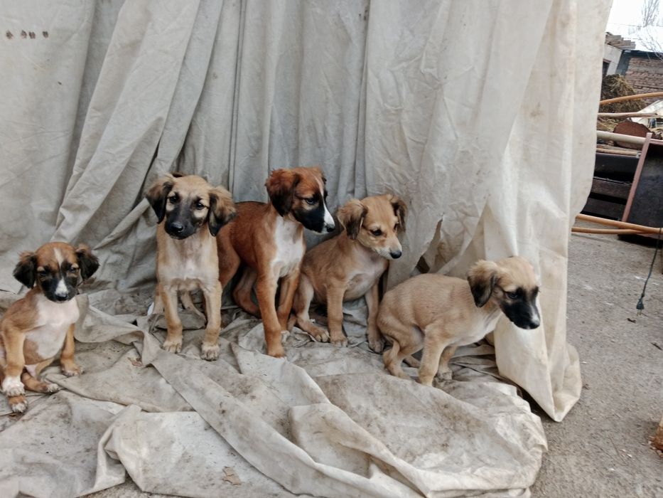 Тазы чистокровные