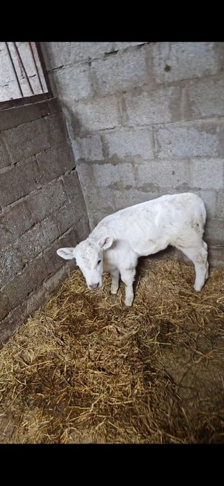 Продам телёнка алеуколь