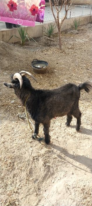 Semiz ulovlari sotuvda