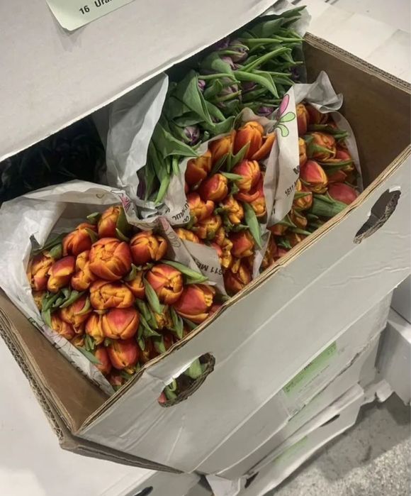 {}тюльпаны •цветы