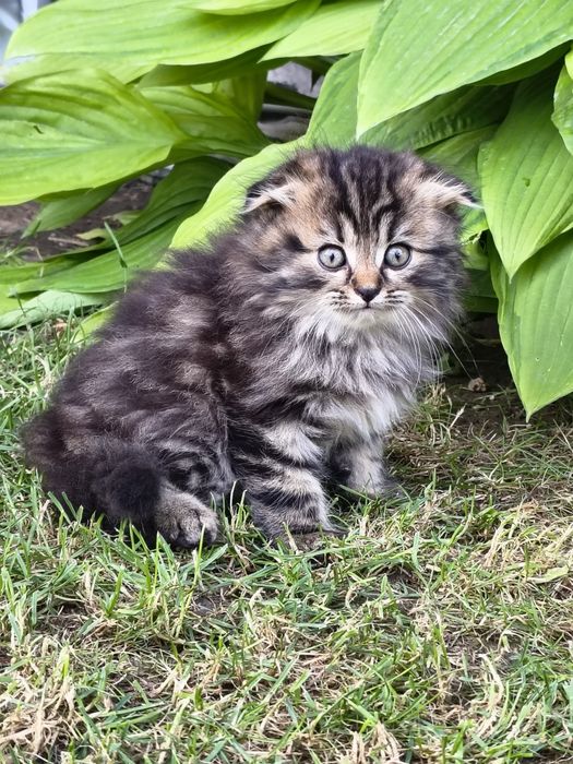 Продам двух котят по 10000
