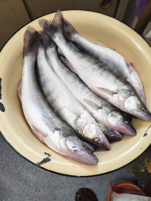 Свежая рыба, судак