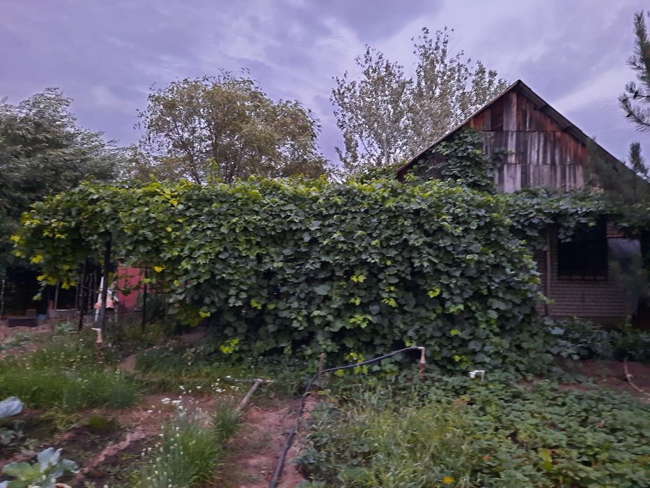 Продам дачу в черте города.