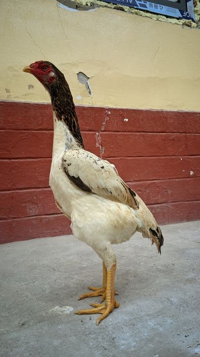 Кореец мекен сатылады