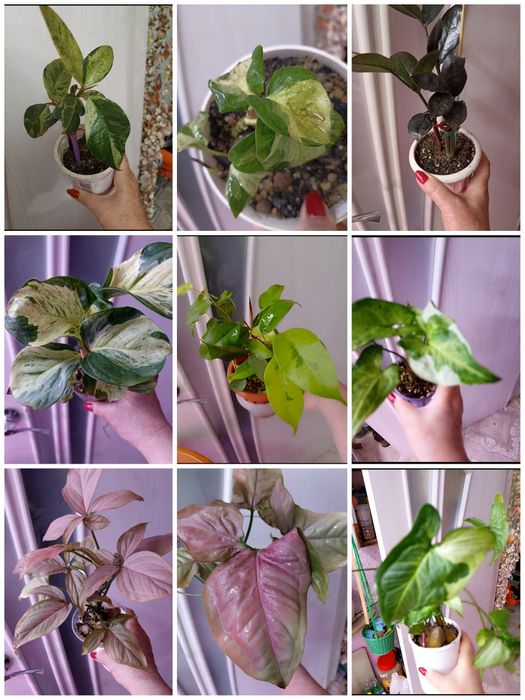 Продаются комнатные цветы