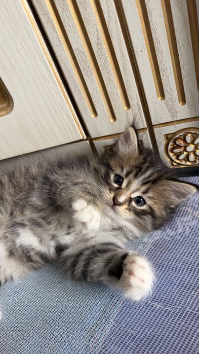 Маленький котенок