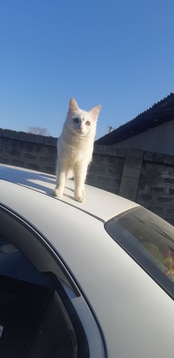 потерялся кошка.