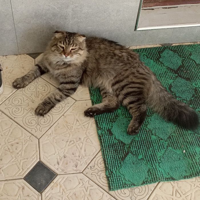 Кот шотландский веслоухий 500т.сум