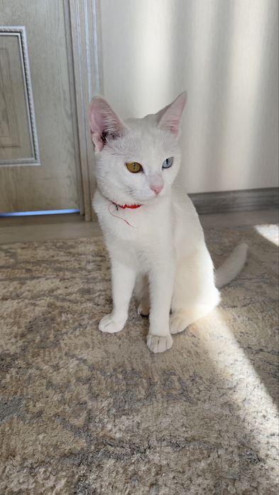 Отдам в добрые руки