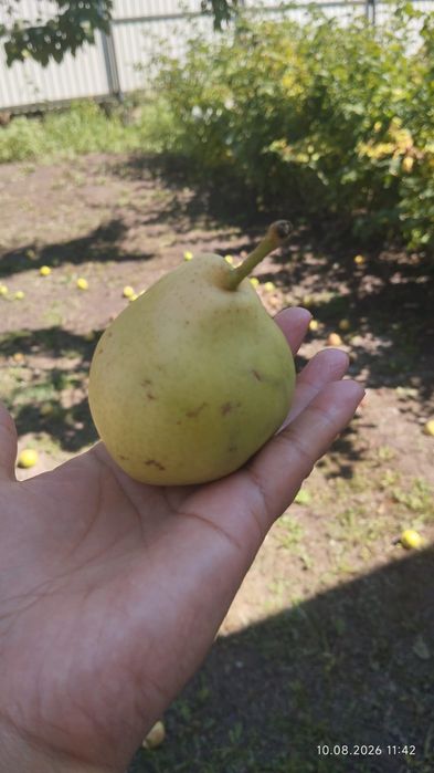 Продам грушы домашние