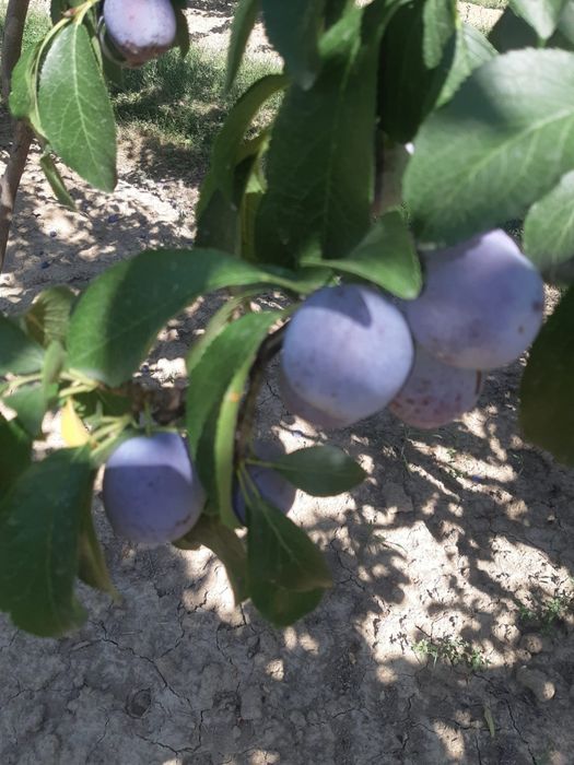 Vând prune pentru țuică...