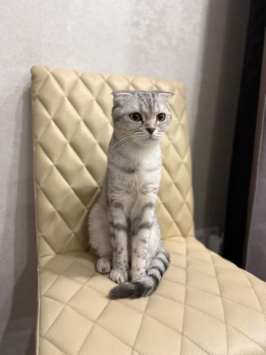 Отдам кошку в хорошие руки