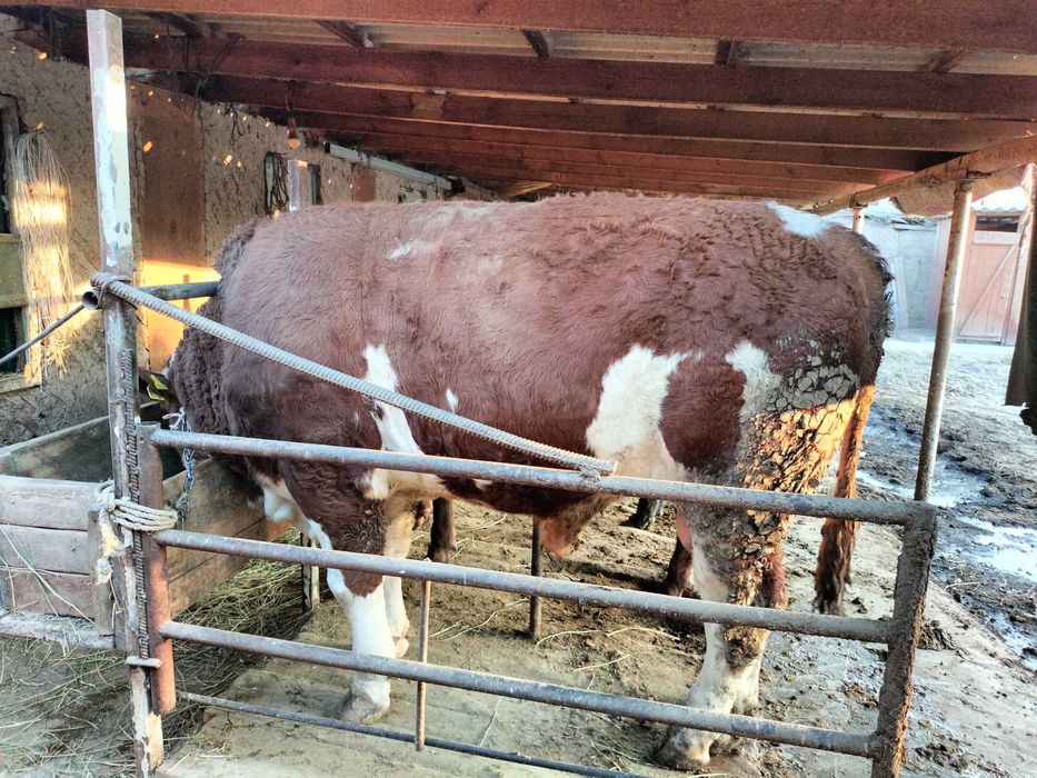 Бычок симментал чистый токал