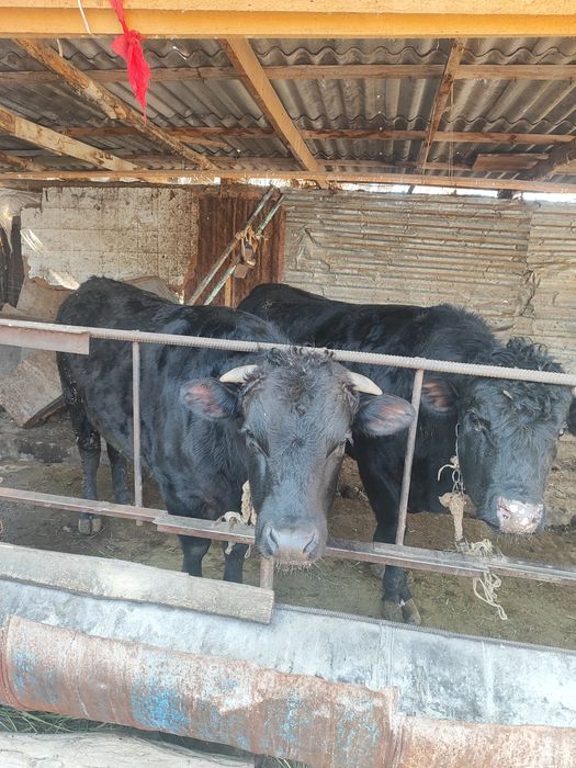 Продаются бычки ангус