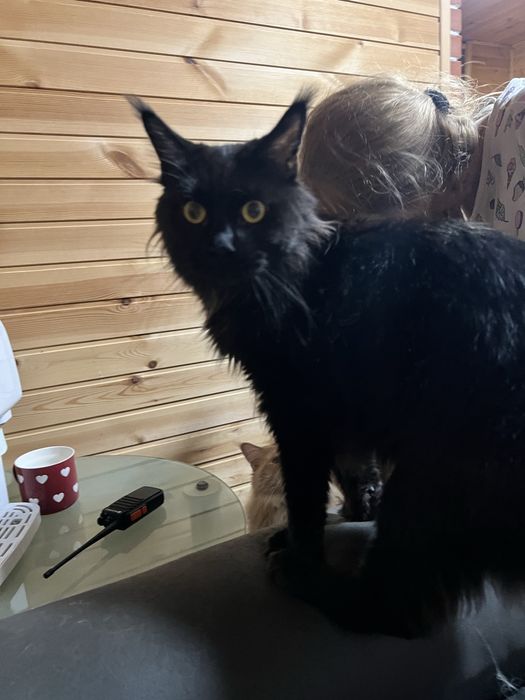 Продам Мейн Куна девочку