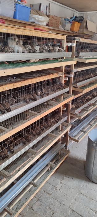 Bedana qafslar 5000 soʻmdan