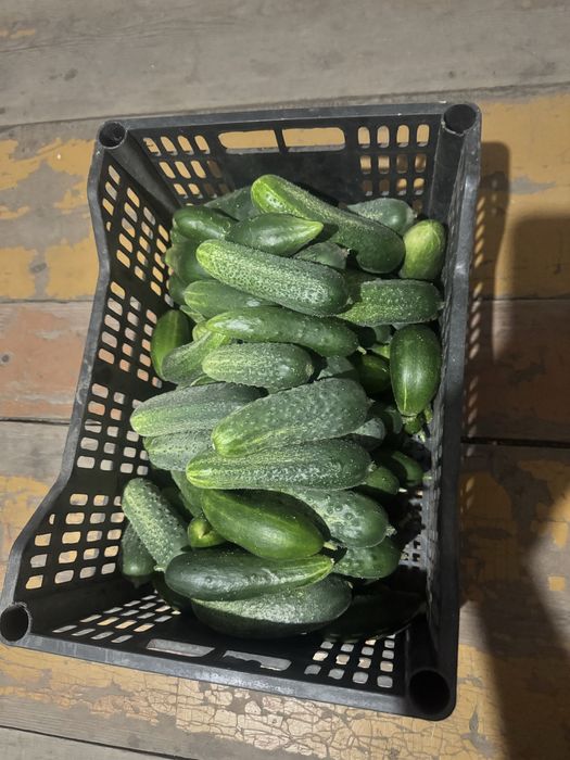 Продам огурцы домашние