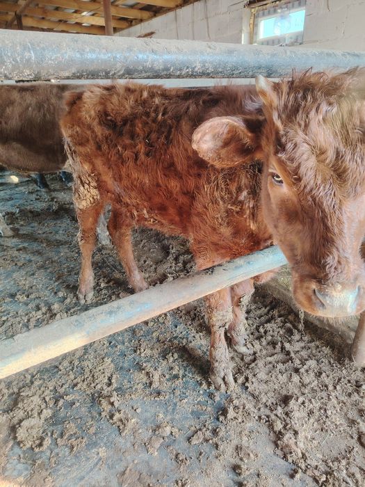 Тёлочка от Молочной коровы 11месяцев