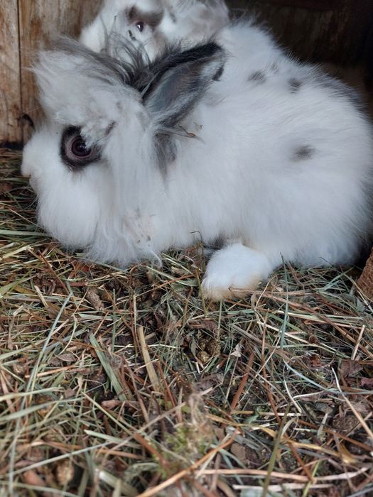 Iepuri pitici teddy,puiuți
