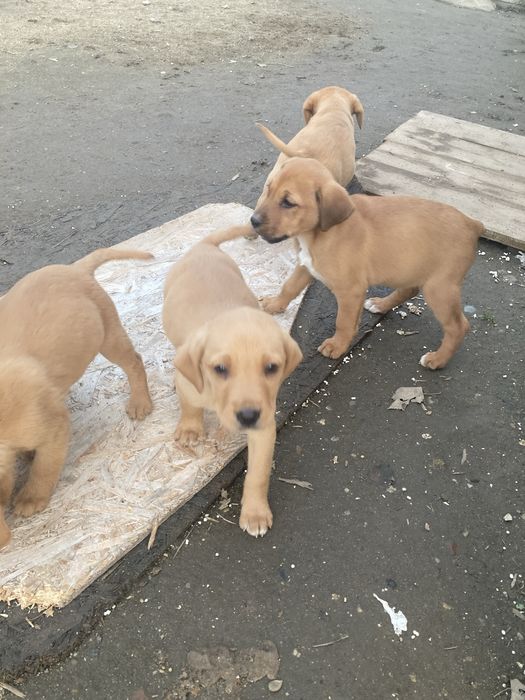 Donez catei de 9 saptamani