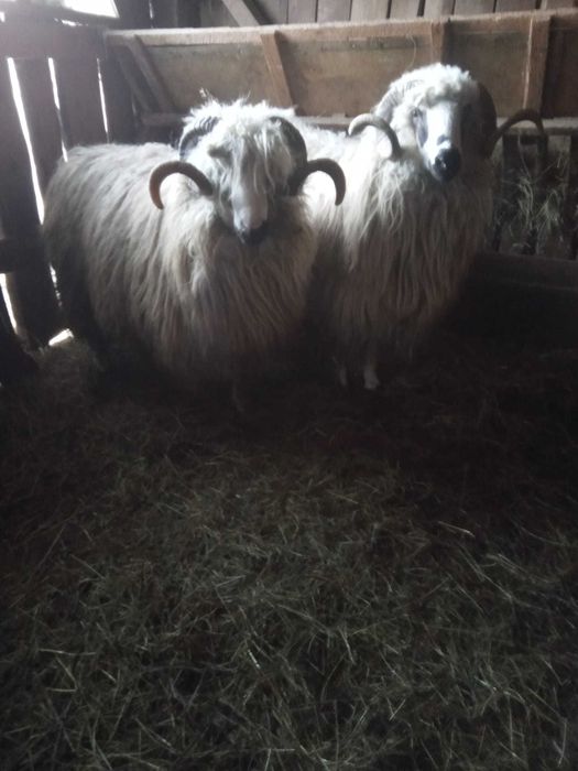 Vând 2 berbeci tineri