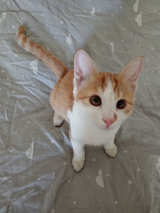 Котенок молодой 6 месяцев, мальчик, очень активный, домашний, чистый.