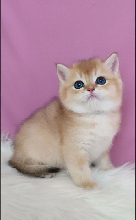 Мальчик золотая шиншилла британец