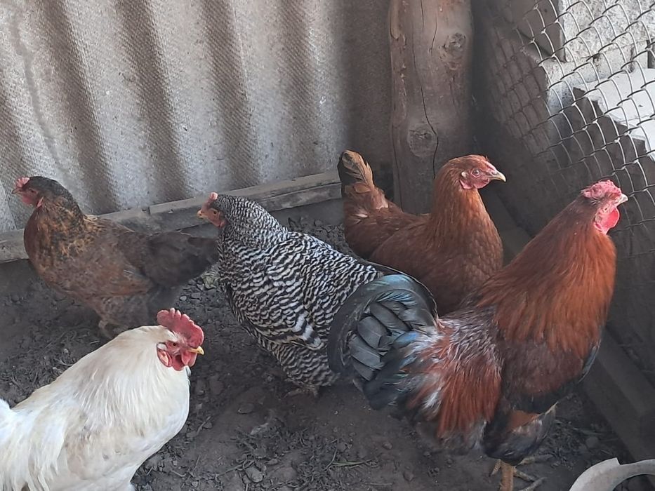 2 кораз бен 3 тауык сатамын.