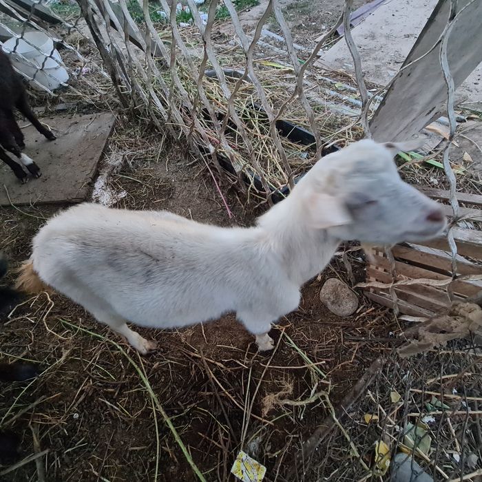 Лак ешкилер бар калада