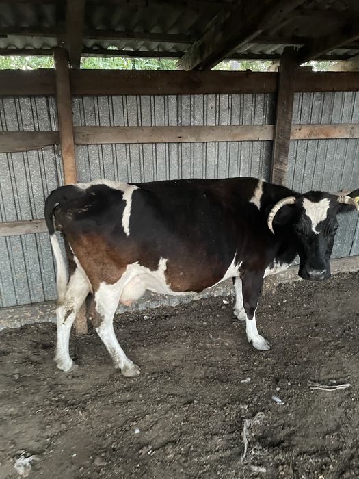 Продам 6 голов крс