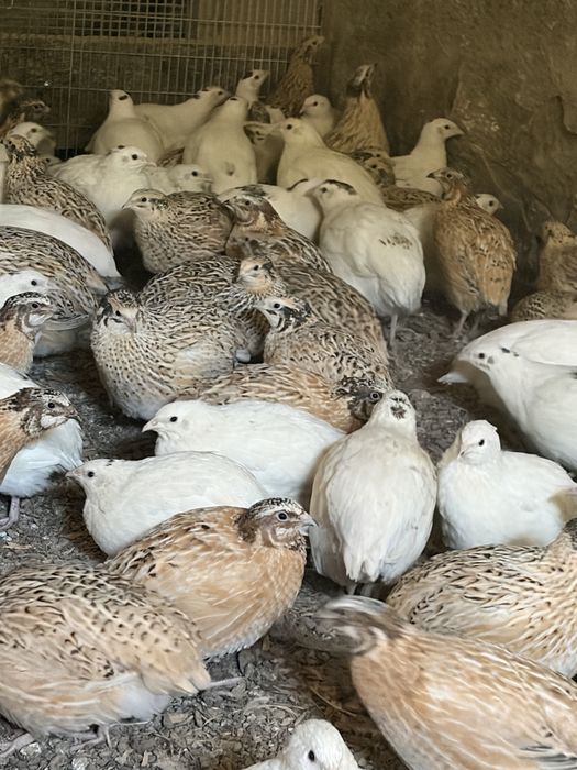 Продам перепелов