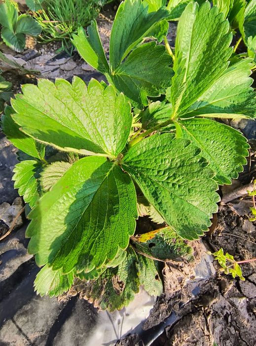 Продавам ягоди- разсад