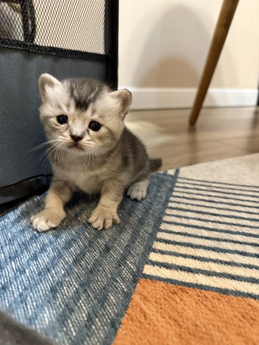 Котята скоттиш фолд