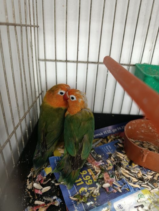 Неразделни папагали