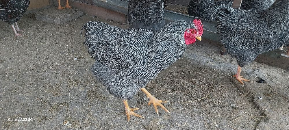 Vînd pasarile don imagine.