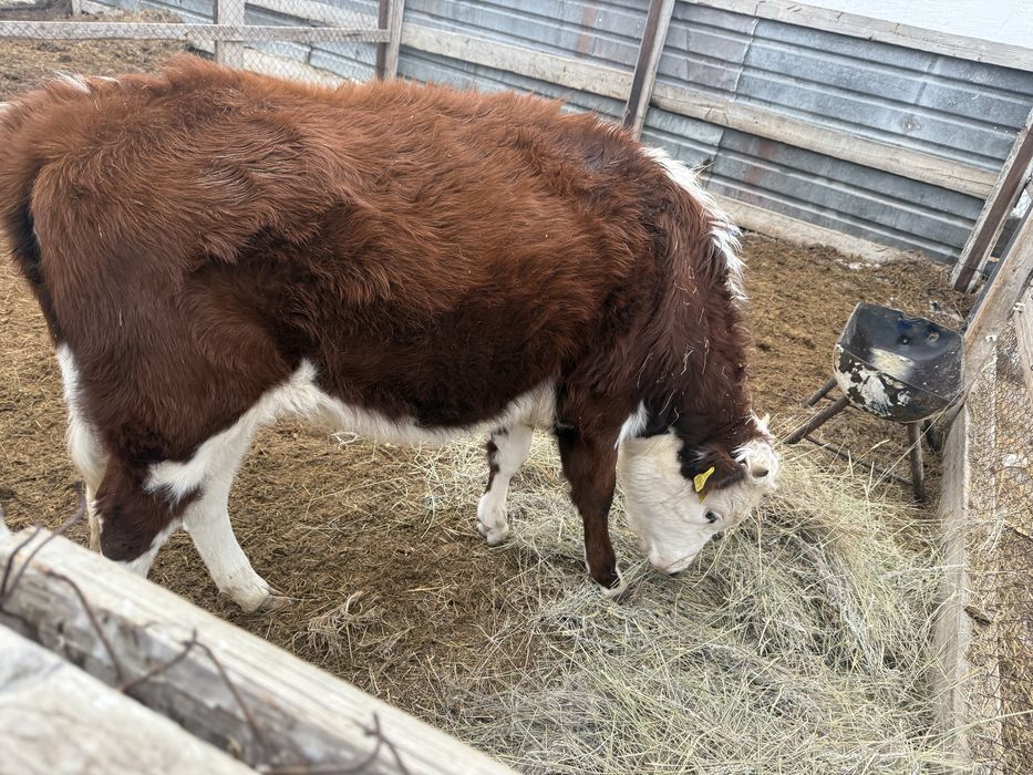 Қашар шығар семіз күйі жаксы семіз