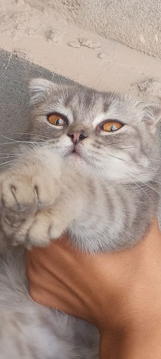 SCOTTISH FOLD toza zotli mushukchasi sotiladi