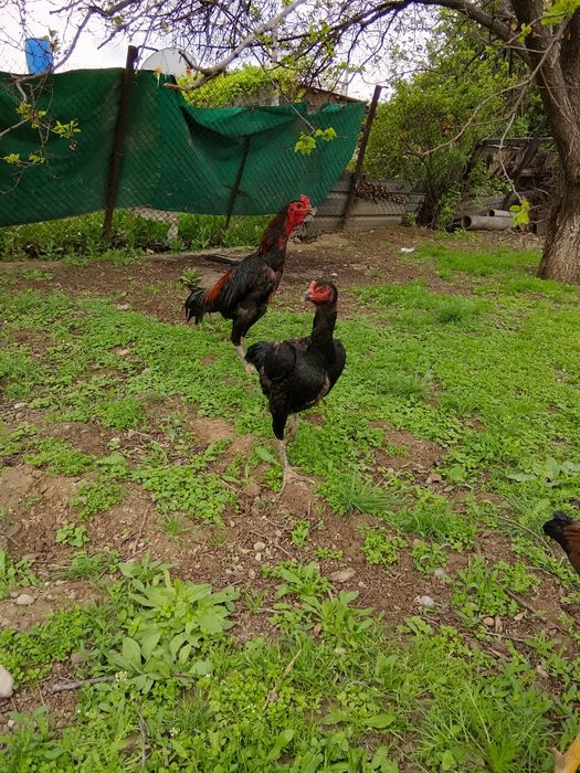 Дакан кораз сатылады