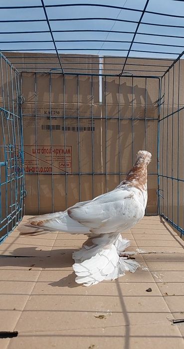 Голуби игровых кровей