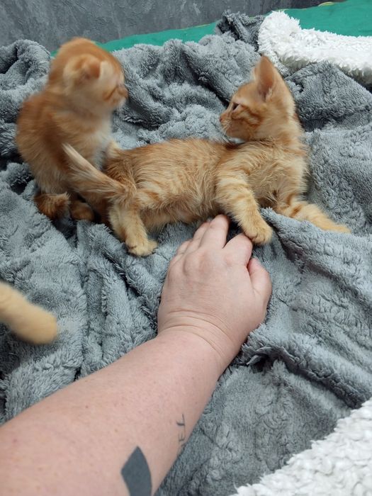 Отдам бесплатно котят