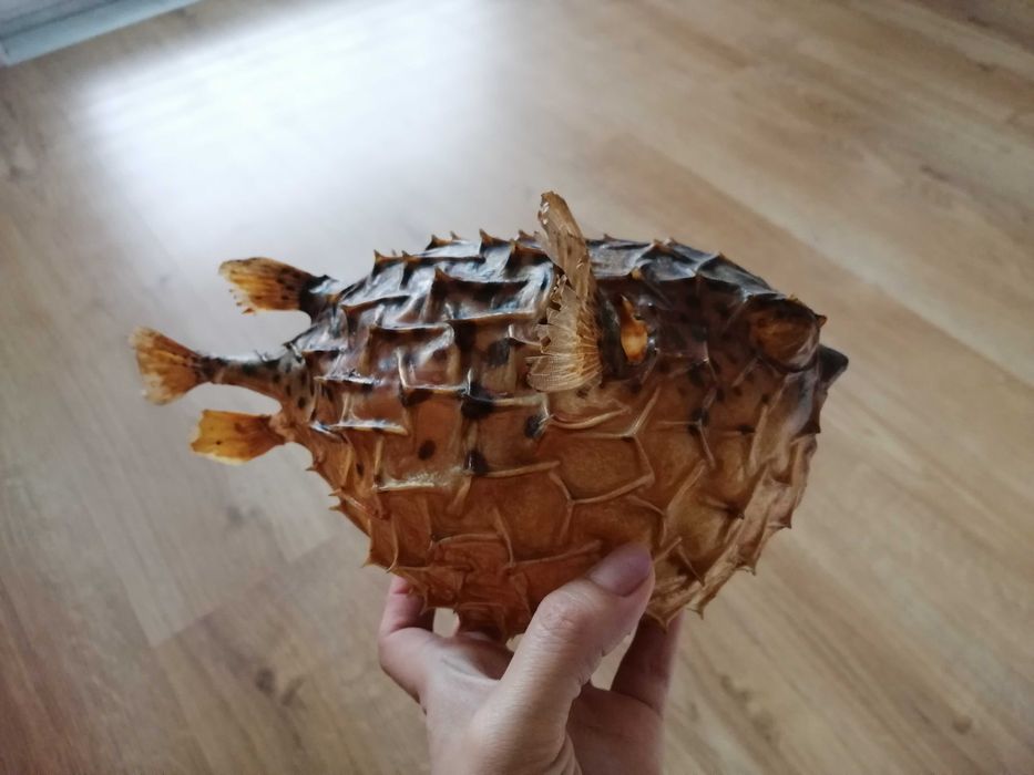 Препарирана риба балон